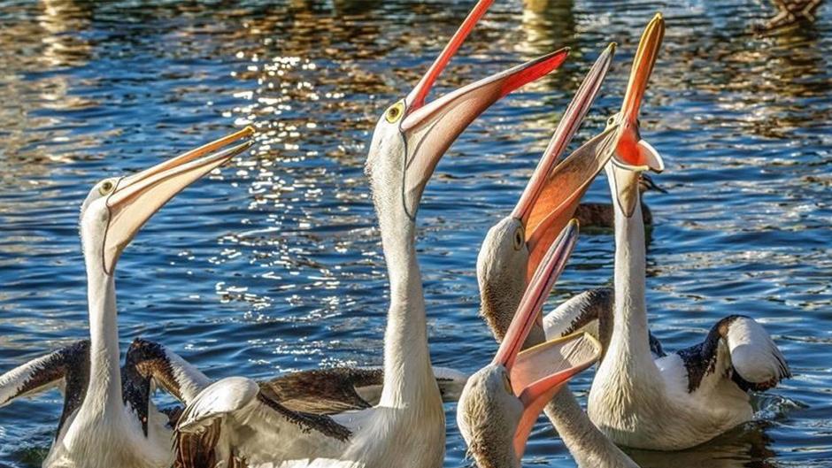 Take in the beauty of scenic views around Noosa hidden waterways while you enjoy a relaxing lunchtime cruise with your BYO beverages and snacks!